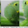 colias alfacariensis larva5 volg3